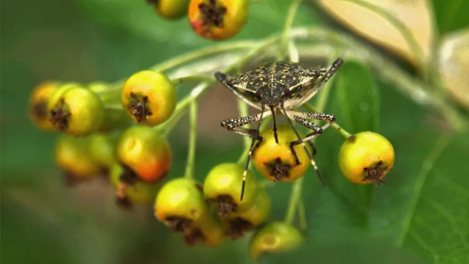 ATK NÖVI researchers apply the citizen science method to measure the spread of and damage caused by hemiptera insect species