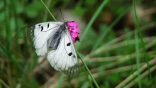 CER researchers take part in international SPRING Pollination Monitoring Program