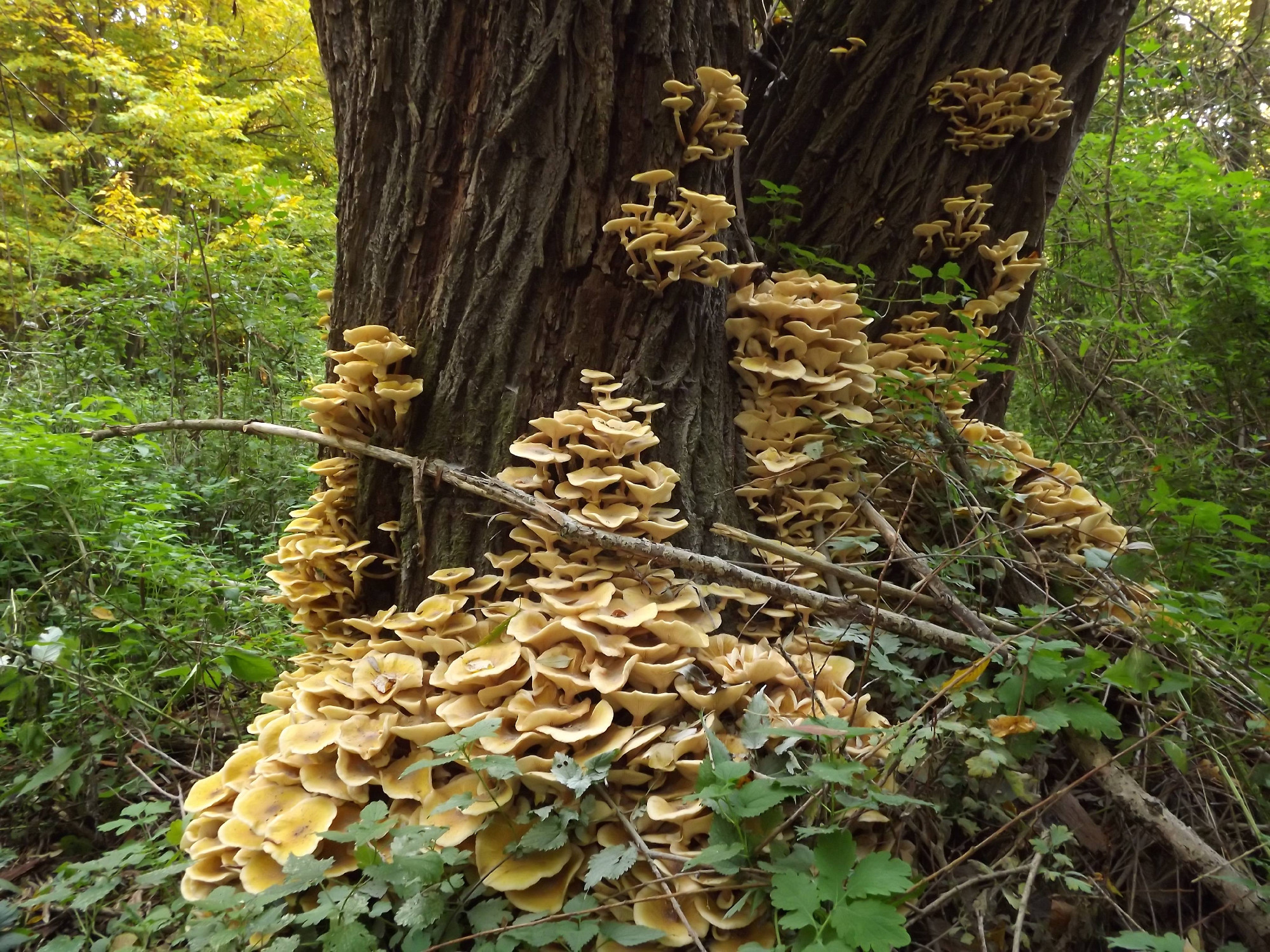 Major discoveries on globally significant plant pathogenic fungi unveiled by BRC researchers