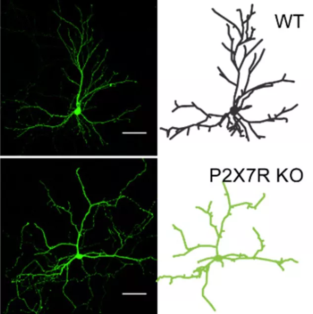 A KOKI kutatóinak részvételével közvetlen kapcsolatot mutattak ki a P2X7 purinerg receptor és a piramissejtek növekedése és nyúlványaik képződése között a hippokampuszban