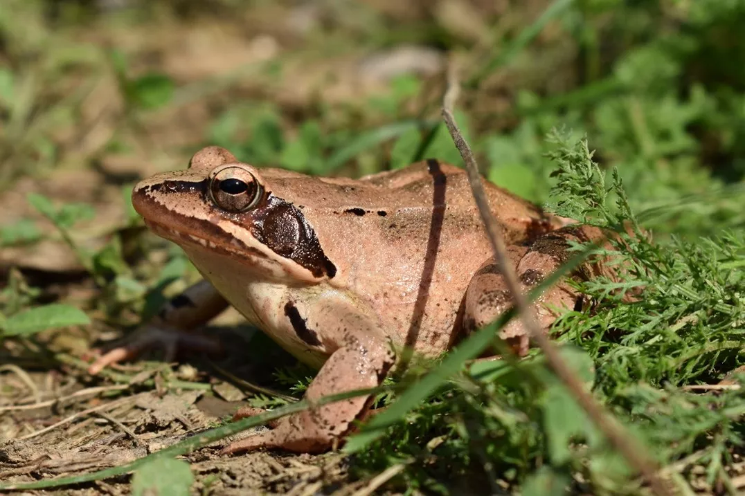 ATK researchers studied the sensitivity of overwintering amphibians to the combined effects of climate change and a fungal infection