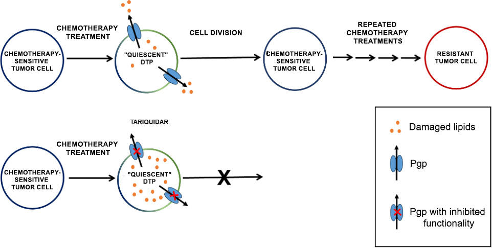 HUN-REN TTK researchers identify a new target in tumor cells that survive chemotherapy