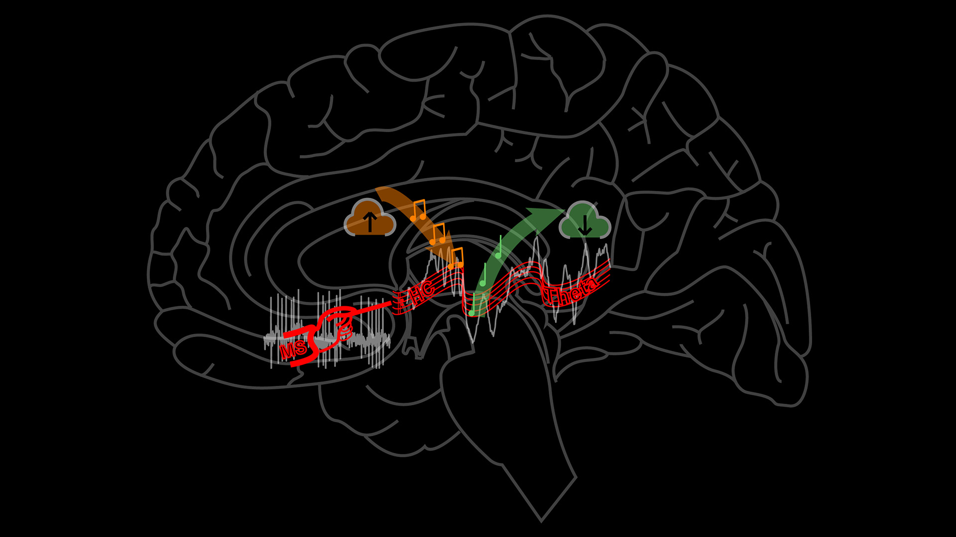 The new discovery by HUN-REN IEM researchers reveals the coordinating processes of memory multiplexing considered one of the brain’s peak performances