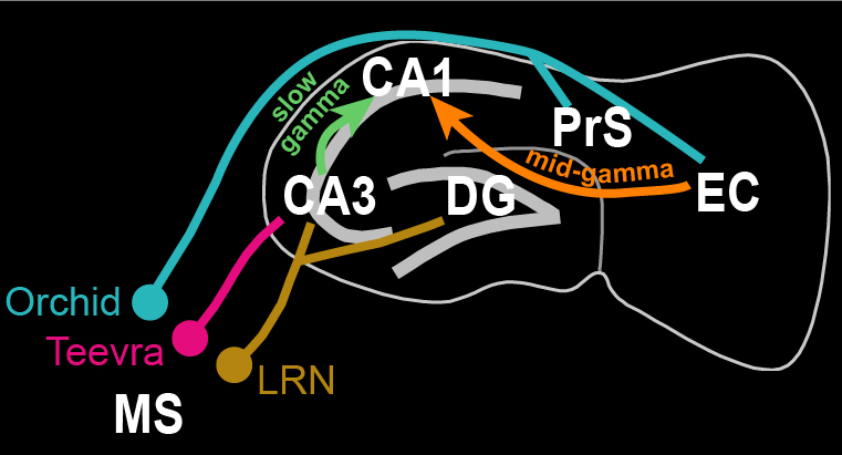 The new discovery by HUN-REN IEM researchers reveals the coordinating processes of memory multiplexing considered one of the brain’s peak performances