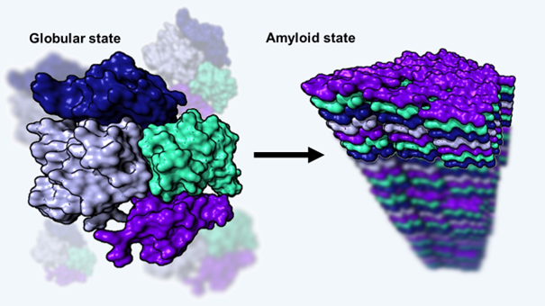 Researchers from HUN-REN and ELTE have shown that amyloids are not only involved in the development of neurodegenerative diseases, but also in beneficial physiological processes