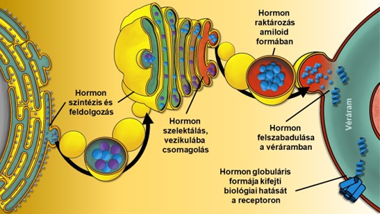 Researchers from HUN-REN and ELTE have shown that amyloids are not only involved in the development of neurodegenerative diseases, but also in beneficial physiological processes