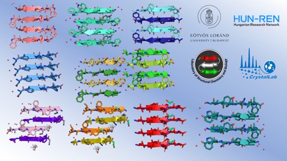 Researchers from HUN-REN and ELTE have shown that amyloids are not only involved in the development of neurodegenerative diseases, but also in beneficial physiological processes