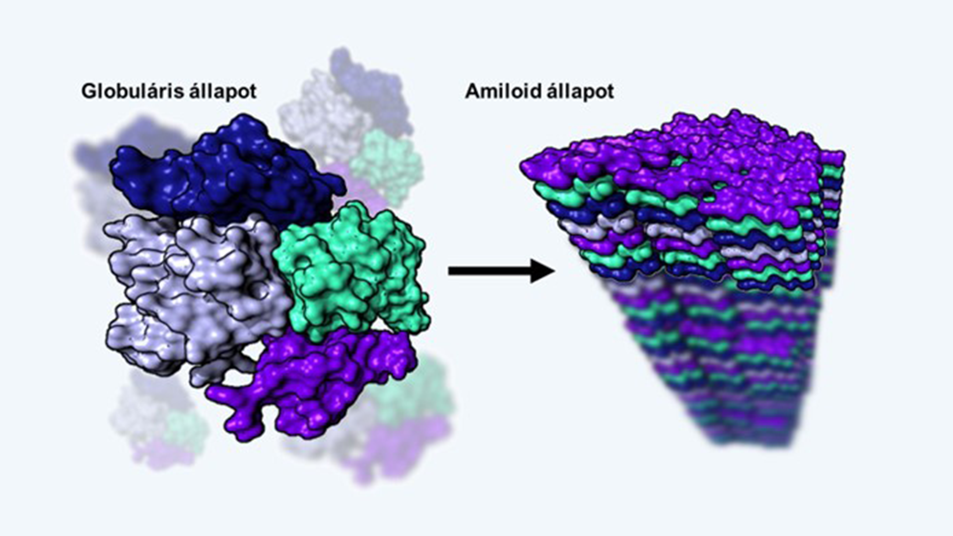 Researchers from HUN-REN and ELTE have shown that amyloids are not only involved in the development of neurodegenerative diseases, but also in beneficial physiological processes