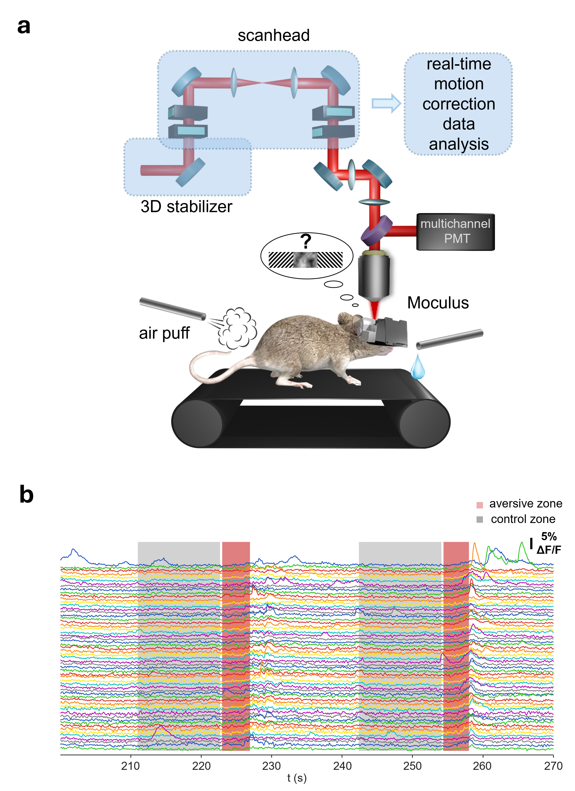 Mice in virtual space: Hungarian researchers discover new mechanisms of vision with their own VR device