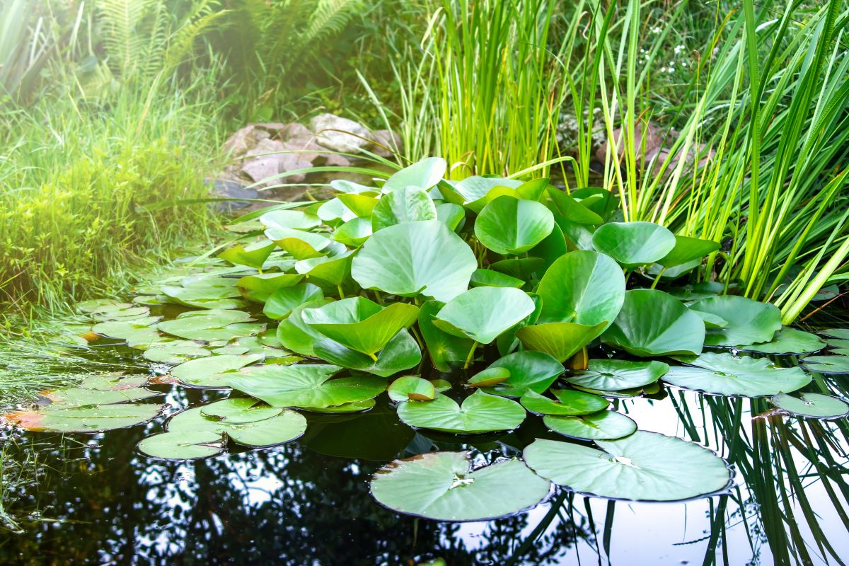 Aquatic plants instead of goldfish: how garden ponds can help conserve biodiversity