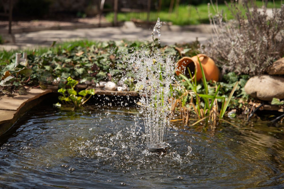 HUN-REN CER - Ornamental garden ponds support the survival of numerous protected species, especially if they are not overcrowded with exotic fish. 