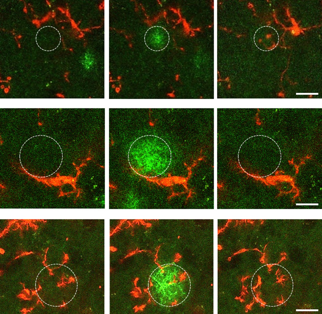 Laboratory of Neuroimmunology - New Discovery by IEM Researchers Could Improve Understanding of Brain Disease Mechanisms of the HUN-REN Institute of Experimental Medicine - 