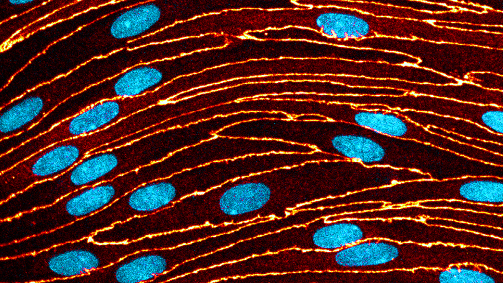 HUN-REN BRC researchers’ findings could revolutionise brain-active drug testing