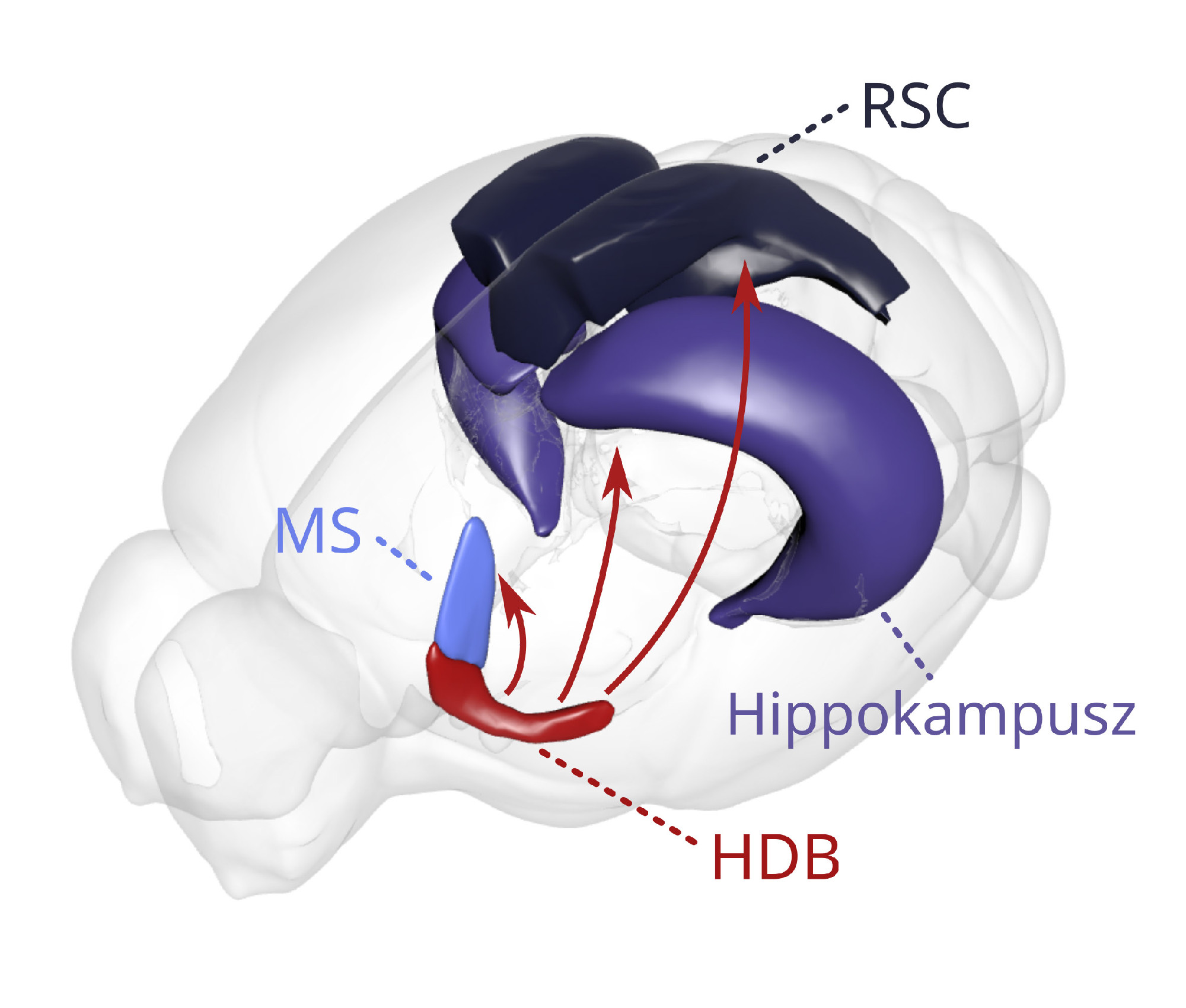 HUN-REN IEM researchers’ groundbreaking results ‒ How our brain learns from negative experiences