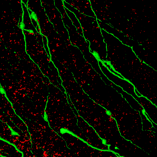 HUN-REN IEM researchers reveal the role of acetylcholine in the central nervous system regulation of reproduction