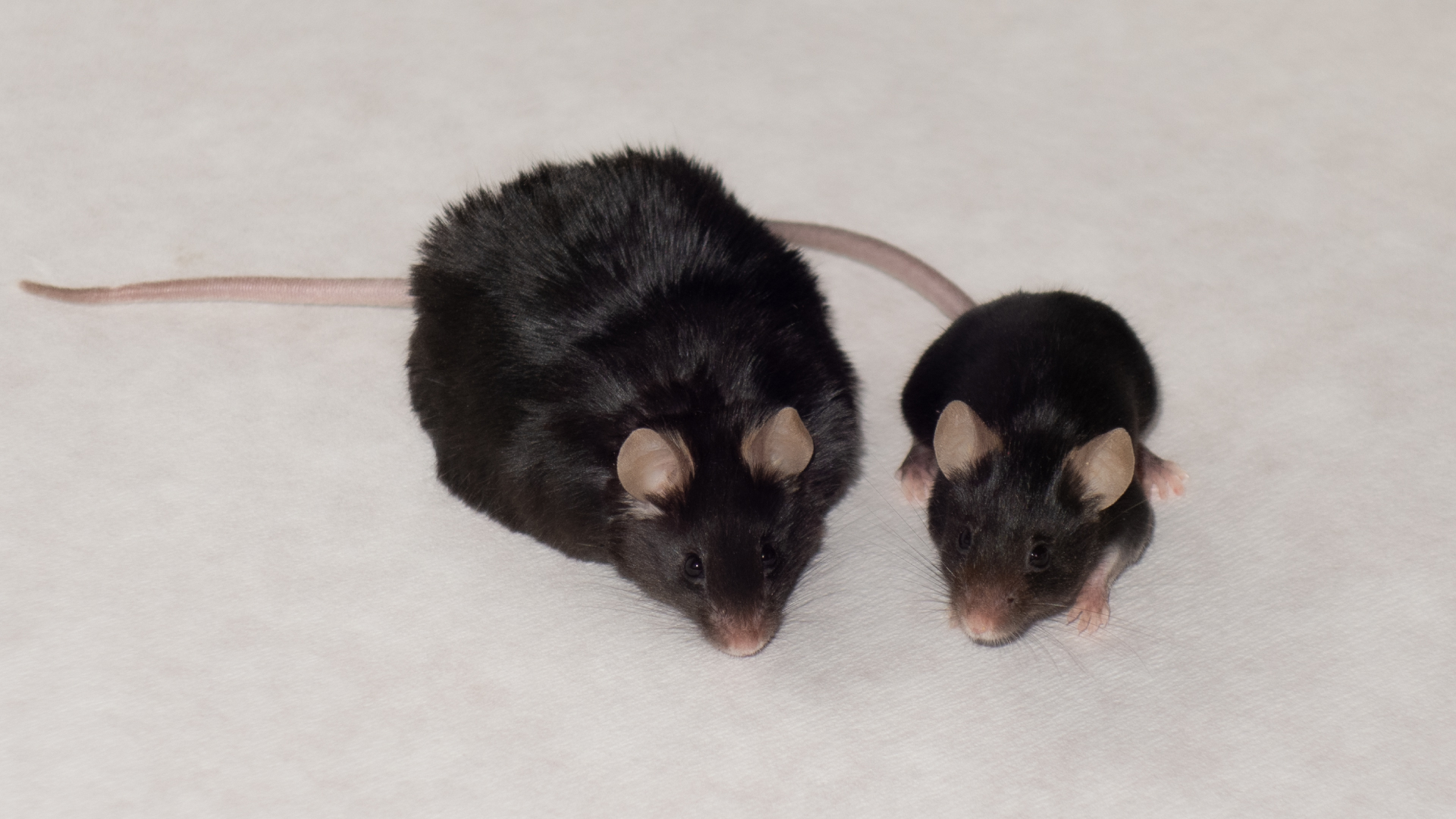 Hungarian Researchers Discover Links Between Obesity and Cancer by Studying Chubby Mice