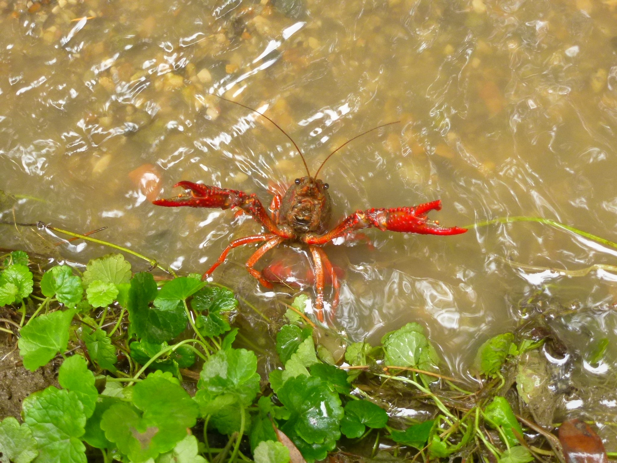 CER - Procambarus clarkii