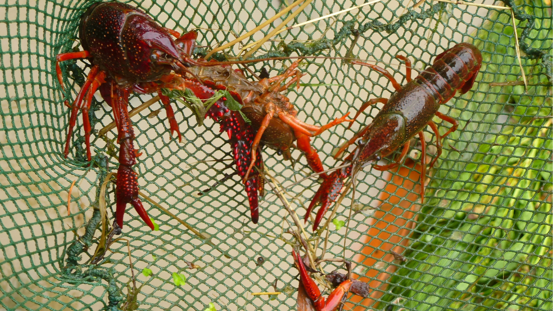 Fighting the Red Swamp Crayfish: How a Popular Pet Became an Enemy